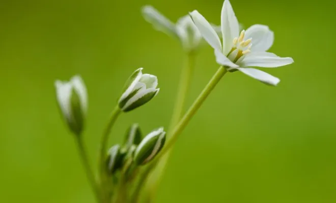 Gamme de fleurs de Bach, Saint-Denis (974), Harmony Spirit