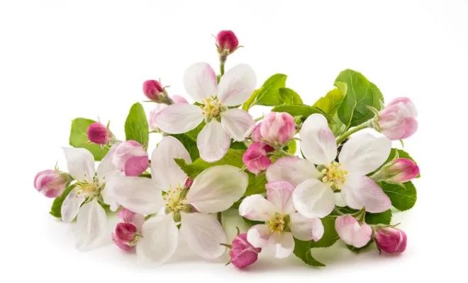 Gamme de fleurs de Bach, Saint-Denis (974), Harmony Spirit